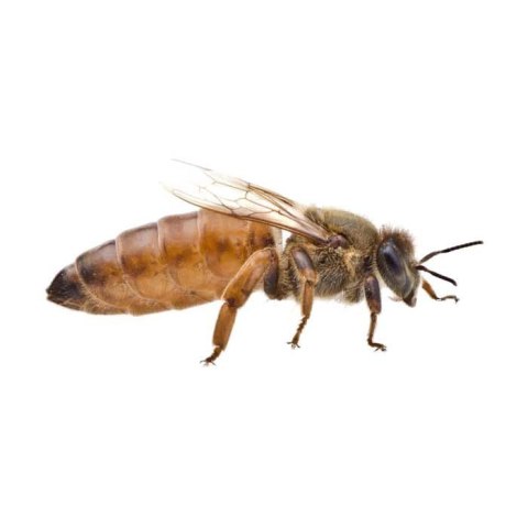 Matka pszczela Buckfast Imperial UN- PRZEZIMOWANA