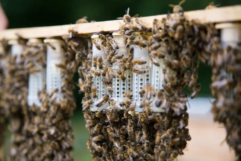 Matka pszczela Buckfast Imperial UN- PRZEZIMOWANA