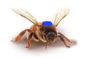 Matka pszczela Buckfast Imperial unasienione naturalnie, sprawdzone czerwienie