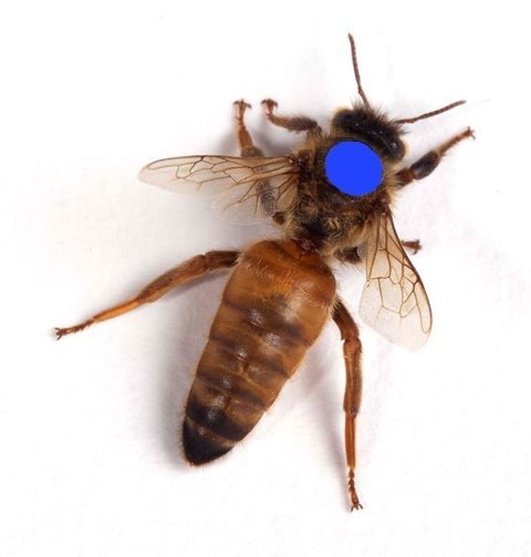 Matka pszczela Buckfast Imperial unasienione naturalnie, sprawdzone czerwienie