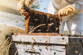 Rodzina pszczela