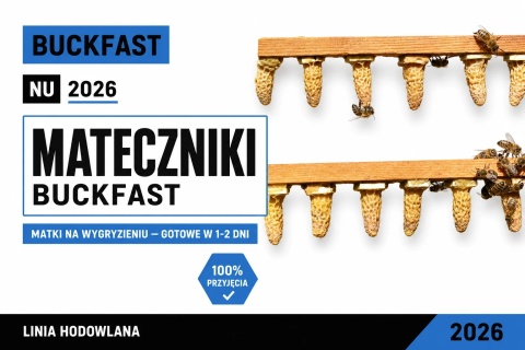 Matecznik na wygryzieniu Buckfast