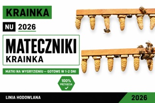 Matecznik na wygryzieniu- Krainka
