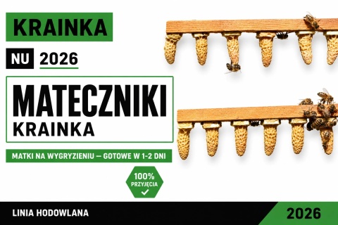 Matecznik na wygryzieniu- Krainka