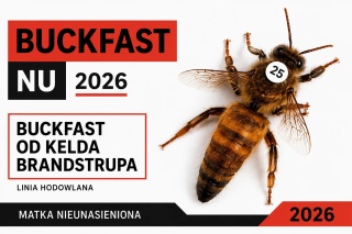 Matka pszczela Buckfast KB NU od Kelda Brandstrupa 2026