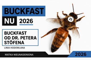 Matka pszczela Buckfast od Dr. Petera Stöfena NU 2026