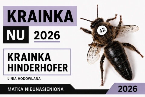 Matka pszczela Krainka Hinderhofer NU 2026