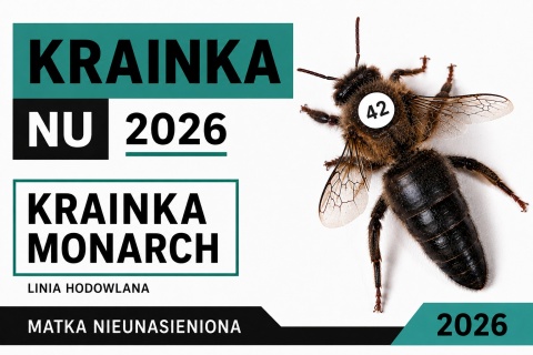 Matka pszczela Krainka Monarch NU 2026